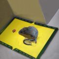 Mouse Board Sticky Mice Glue Trap High Effective Rodent Rat Snake Bugs Catcher Pest Control Reject Non-toxic -1 Piece. 