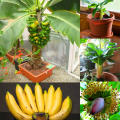100Pcs Garden Banana Seeds Outdoor Dwarf Fruit Trees Banana Milk Taste Perennial Potted Fruit. 