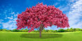 CNVS-719 60″ inch x 36″ inch   3d Tree Render On White Background. 