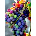 Rare Mix Multi Colour Grape Seeds -20 Pcs Seeds.