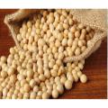 250gm Soybean Seeds for Cooking Item. 