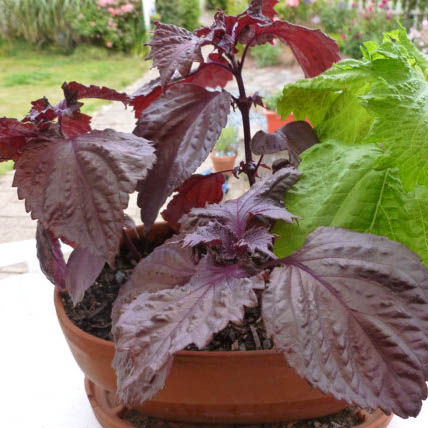 45pics%20Red%20Color%20Mint%20leaves%20Seeds%20(%E0%A6%B2%E0%A6%BE%E0%A6%B2%20%E0%A6%AA%E0%A7%81%E0%A6%A6%E0%A6%BF%E0%A6%A8%E0%A6%BE%E0%A6%AA%E0%A6%BE%E0%A6%A4%E0%A6%BE%E0%A6%B0%20%E0%A6%AC%E0%A7%80%E0%A6%9C%20)%20+%20Gift%20-%20Image%208