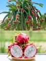 Dragon Fruits Hybrid Seeds 15 Pcs - CityBD Mart Fruit seeds - ড্রাগন ফলের বীজ. 