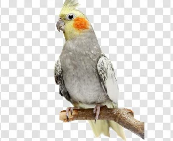 Cockatiel%20Bird%20Leg%20Ring%20Size%205.5%20Mm%20-%20Image%204