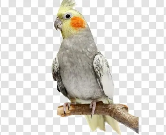 Cockatiel%20Bird%20Leg%20Ring%20Size%205.5%20Mm%20-%20Image%204