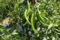 All season HybridF1 Bijli morich  30 pice seeds. 