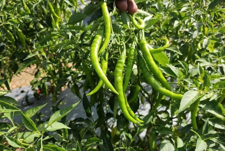 All%20season%20HybridF1%20Bijli%20morich%20%2030%20pice%20seeds%20-%20Image%202