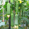 100% Original Luffa Seed Loofah Seeds Organic Vegetable Seeds for Planting (30 Seeds Per Pack) High Yield Vegetables Seeds for Gardening Bonsai Seeds Potted Live Plants for Sale Real Plants Microgreens Seeds Easy To Grow High Germination Rate. 