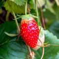 Red Color Hybrid Strawberry Seeds 20 pics + Gift.