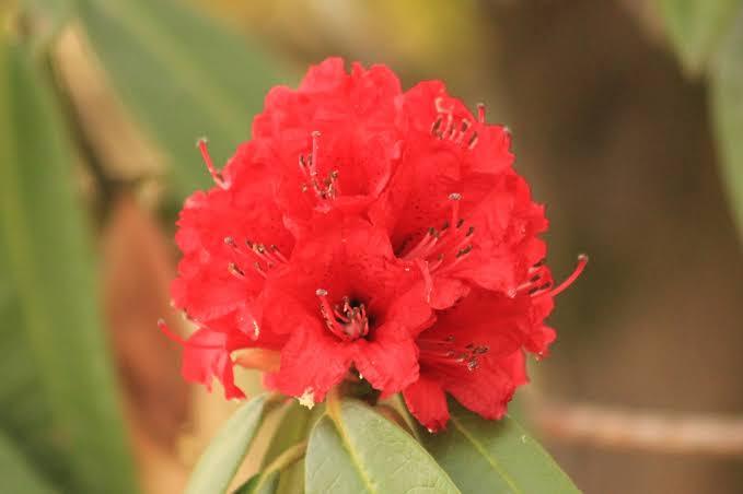 All%20Season%20Rodendro%20flower%20Hybrid%20seeds%2030%20pice%20+%20gift%20-%20Image%206