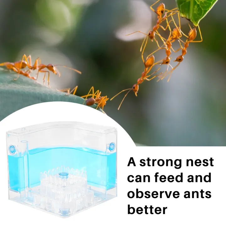 DIY%20Moisture%20with%20Feeding%20Area%20Ant%20Nest%20Ant%20Farm%20Ant%20Nests%20Villa%20Pet%20-%20Image%204