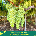 Easy to grow Sweet climbing Green Grape Seeds -20 Pcs Seeds.