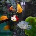 Betta Toy Betta Training Stick Betta Supplies Active Toy Aquariums Decor Betta.