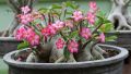 Adenium Abesham pink varity 15 piece seeds.+seeds, 90% germination rate.. 