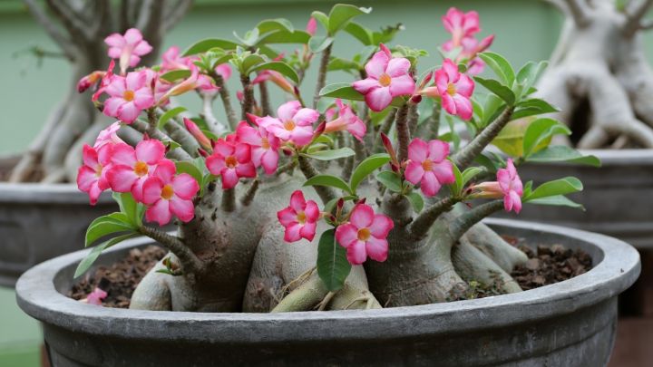 Adenium%20Abesham%20pink%20varity%2015%20piece%20seeds.+seeds,%2090%25%20germination%20rate.%20-%20Image%205