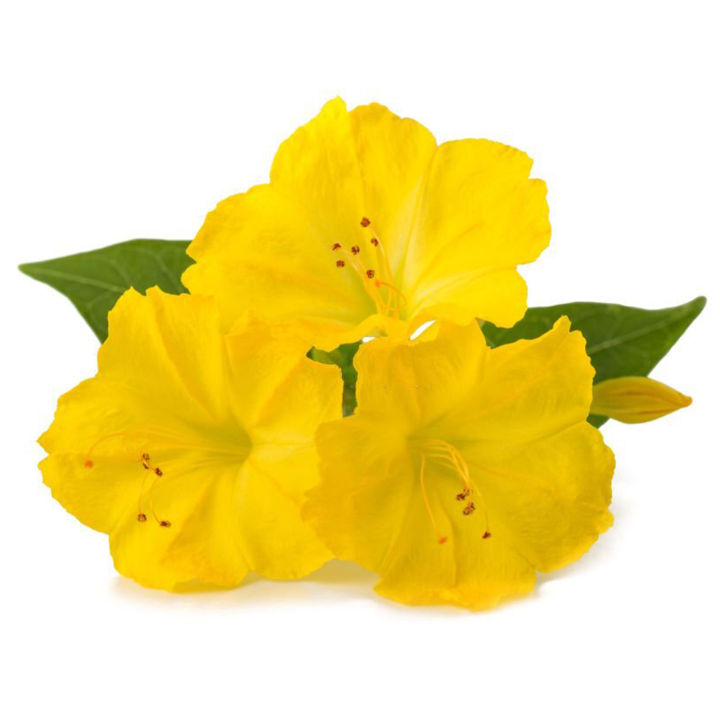 Gorgeous%20Pink%20Four%20O'Clock%20Flower%20(Sandhyamalati)%20seeds%20-%2015%20Pieces:%20Fragrant,%20Colorful,%20and%20Abundant%20Blooms%20-%20Image%206