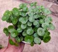 Pennywort plant indoor plant and outdoor plant  1 piece. 
