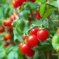 Cherry Tomato Red Color - 20 pcs Seed F1 Hybrid - চেরি টমেটো লাল.