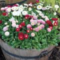 ডেইজি / Daisy Flower Seed - 20/40+ pcs Seed Bellis Perensis Flower Seed Mixed Color Flower. 