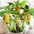 Dwarf Banana Seeds Bonsai Tree Tropical Fruit Seeds Balcony Flower for Home Plants-30pcs Seeds.
