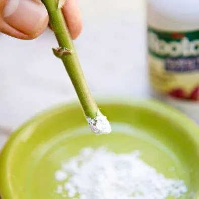 Cutting%20Aid%20Rooting%20Hormone%20Powder%2010%20Gram%20(Re-Pack%20/%20Loose%20Pack)%20-%20Foster%20Fast%20Root%20Development%20For%20Plants%20With%2010-Gram%20Cutting%20Aid%20-%20Image%203