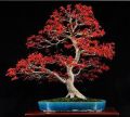 Japanese Bonsai Mini Red Maple Tree  -15 Pcs Seeds. 