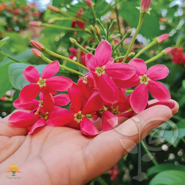 Madhobi-lota(Hiptage benghalensis) Flower Plant Root Cutting