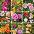 Mix Color Thai Moss Rose Seeds 0.1gm Re-Pack. 