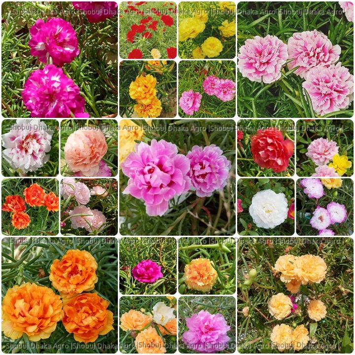 Mix Color Thai Moss Rose Seeds 0.1gm Re-Pack