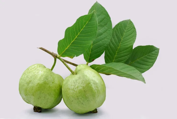 Indispensable%20-%20Hybrid%20Guava%20(pear)%20Fruit%20Seeds%20-%2020%20Pieces.%20Barisailla%20kaji%20peyara%20bij.%20-%20Tools,%20DIY%20&%20Outdoor%20-%20Modern%20and%20Trendy%20-%20Image%208