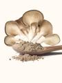 Oyester Dry Mushroom Mushroom Powder 500g Western Dry Mashroom powder. 
