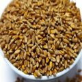 Red Wheat For birds Foods - 1KG. 