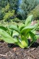 Bok Choy Seed - 05/10 gm Seed of Pok choy Bati Shak Seed - পক চয় বা বাটি শাকের বীজ.