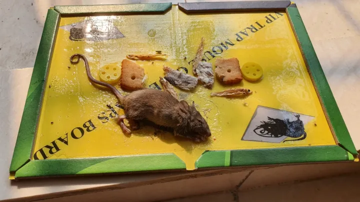 Big%20Size%20Rat%20Bond%20Traps%20Green%20Killer%20China%20-%20Image%203