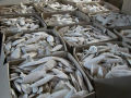 Cuttlefish Bone for Birds Cuttle Fish Bone Cuttle Bone for All Birds -- 500g. 