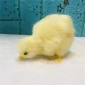 Realistic Chick Decoration Furry Animal Doll Simulation Sound Chicken Soft Plush Toy Easter DIY Miniature Chicken Toys For Kids. 