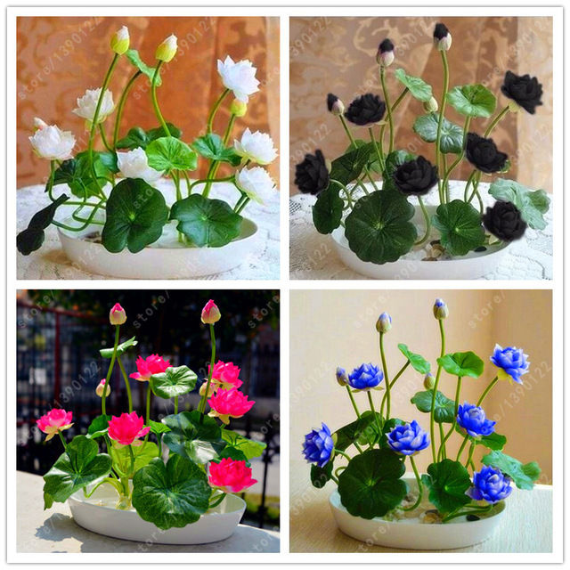 Exceptional%20Quality%20-%20Sholdnat%205%20Piece%20Seed%20Dwarf%20Padma%20Flower%20Mixed%20Color%20Small%20Water%20Lily%20Flower%20Seed%20Aquatic%20Plant%20-%20Sustainable%20Option%20-%20Image%206