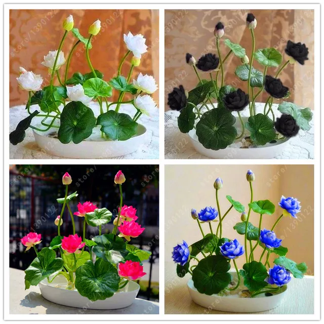 Exceptional%20Quality%20-%20Sholdnat%205%20Piece%20Seed%20Dwarf%20Padma%20Flower%20Mixed%20Color%20Small%20Water%20Lily%20Flower%20Seed%20Aquatic%20Plant%20-%20Sustainable%20Option%20-%20Image%206