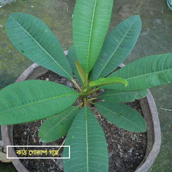 Kath%20Golap%20Plants%20/%20Plumeria%20Yellow%20Colour%20-without%20Pot%20-%20Image%202