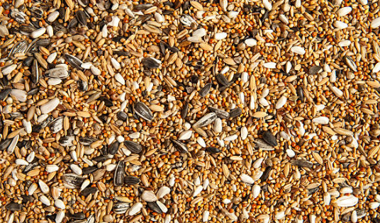 Premium%20Quality%20Pigeon%20mixture%20food%201%20kg%20-%20Image%204