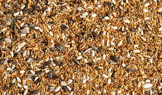 Premium%20Quality%20Pigeon%20mixture%20food%201%20kg%20-%20Image%204