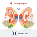 Human Brain Model for Neuroscience, Brain Anatomy Model Brain Model Brain Functional Partitioning +Study Guide. 