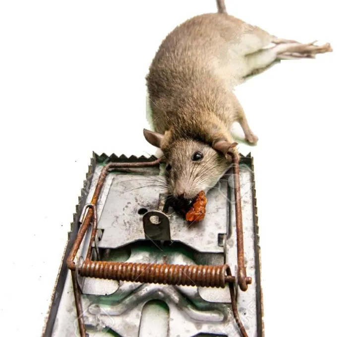 Rat%20Trap%20Reusable%20Stainless%20Stell-%20%E0%A6%87%E0%A6%81%E0%A6%A6%E0%A7%81%E0%A6%B0%20%E0%A6%A7%E0%A6%B0%E0%A6%BE%E0%A6%B0%20%E0%A6%AB%E0%A6%BE%E0%A6%81%E0%A6%A6-1%20Pis%20-%20Image%203