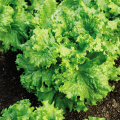 Premium Quality Foreign Vegetable Seed (Hybrid) Combo Package (Re Packet) / seeds. 