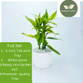 Lucky Bamboo Tree with Tub (Rooted Tree). 