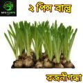 Rojonigondha Tuberose Flower Plant [2 Piece Bulb] MI's Plants. 