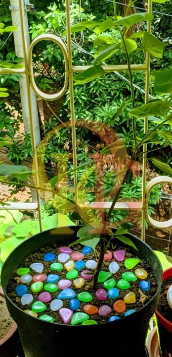 Artificial%20Luminous%2050pcs%20Stone,%20Radium%20Stone,%20Glow%20in%20the%20Dark%20Fluorescent%20Pebbles%20Aquarium%20Fish%20Tank%20and%20Tree%20Tub%20Decorative%20Stones%20by%20OHG%20-%20Image%205