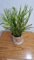Fern Plant | Indoor and Outdoor Plant | Home Plant. 