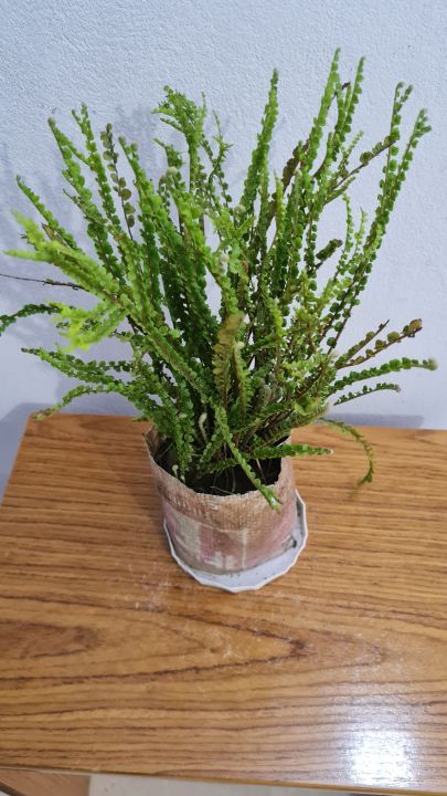 Fern%20Plant%20%7C%20Indoor%20and%20Outdoor%20Plant%20%7C%20Home%20Plant%20-%20Image%202