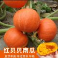 Organic Japanese Sweet Yellow Pumkin 10+ Seeds All Season.